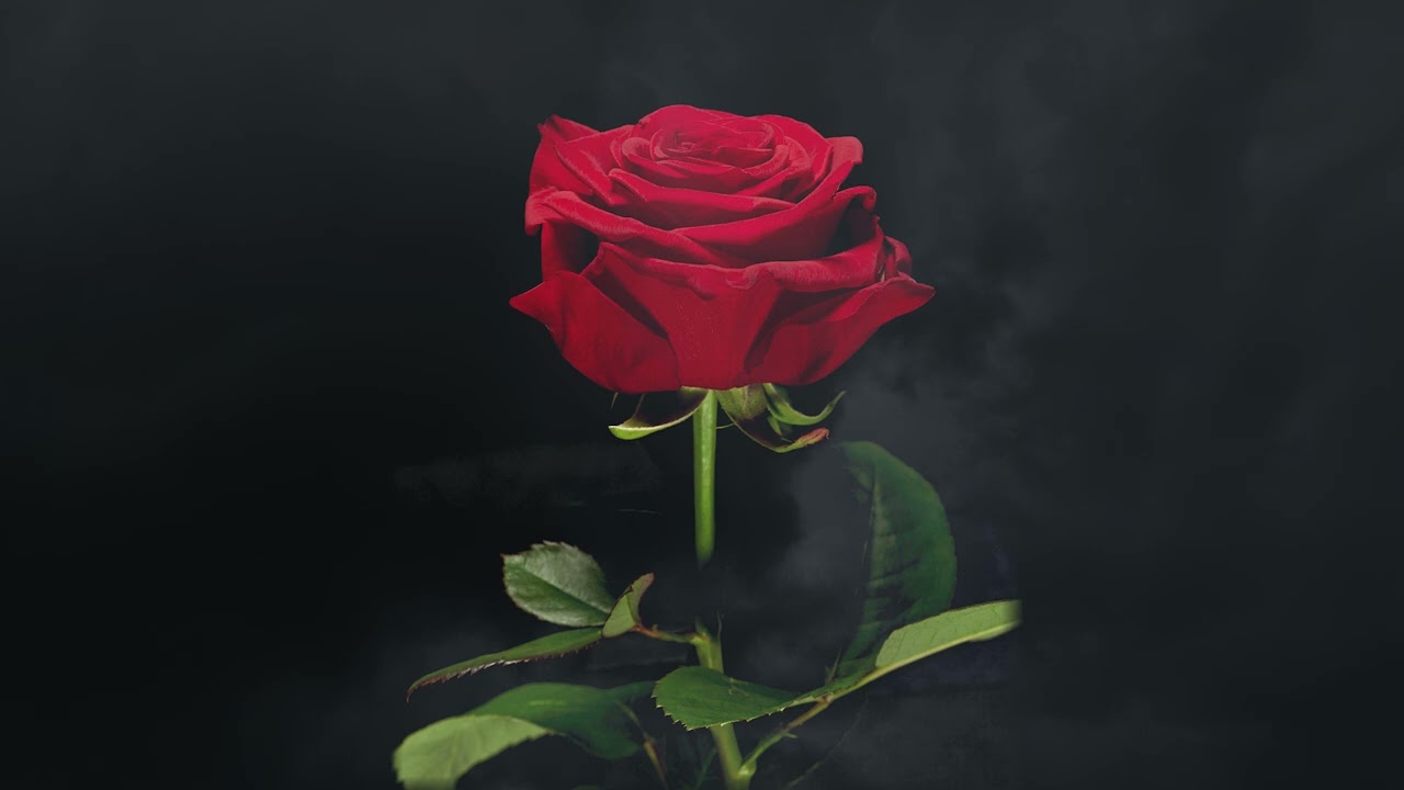 [ПЛЯЖ] МРАЧНЫЙ ПОП | 퇴폐