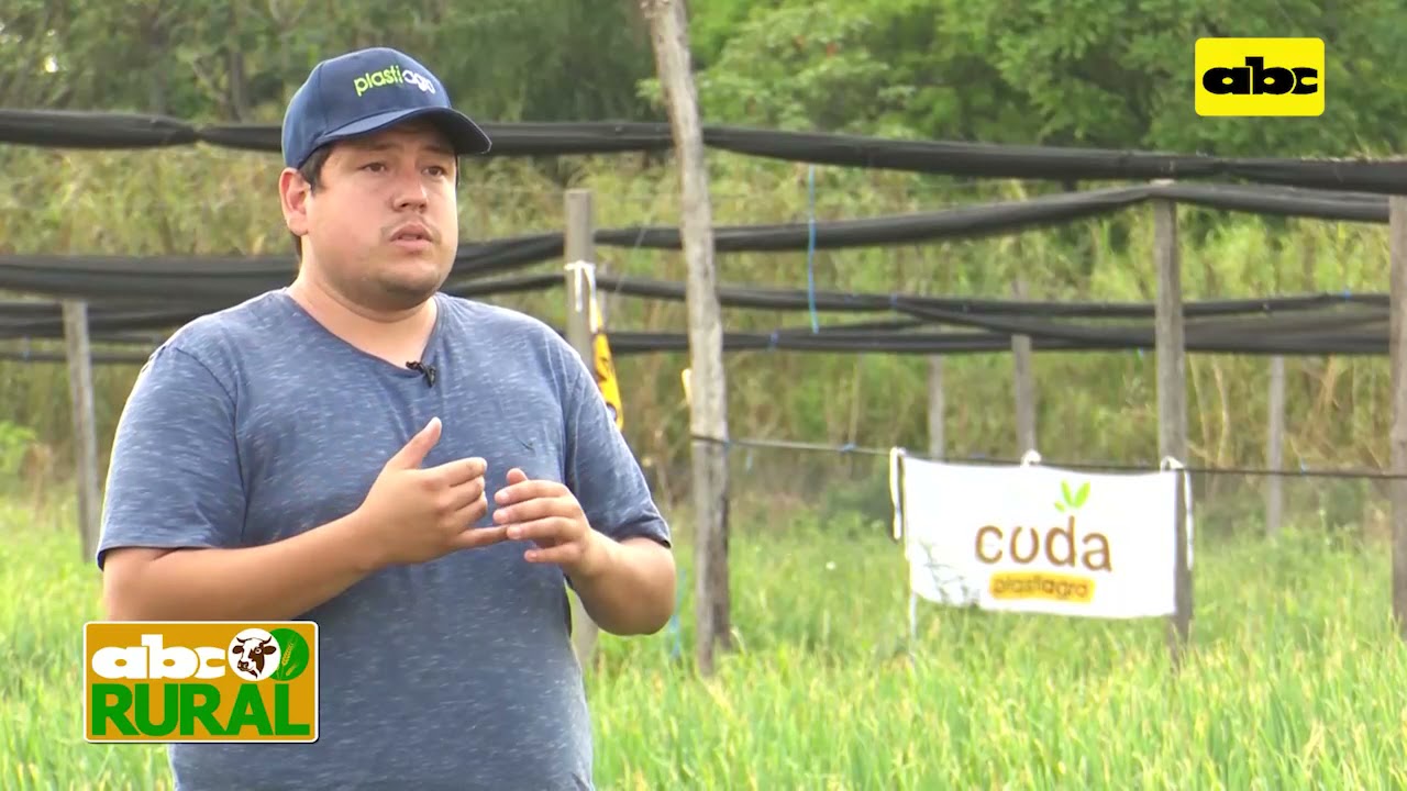 ABC Rural: Resultados en kilos por hectárea de cebolla hibrida