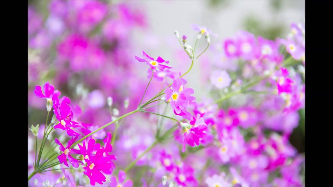 ベートーヴェン: ロマンス第2番 ヘ長調 Op.50［ナクソス・クラシック・キュレーション #ロマンチック］／Beethoven: Romance No. 2 in F Major, Op. 50