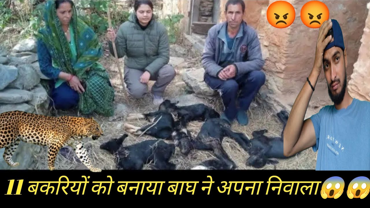 11 बकरियों को बनाया बाघ ने अपना निवाला 😱🥵||pahadi life style vlog @dashjulaofficial 