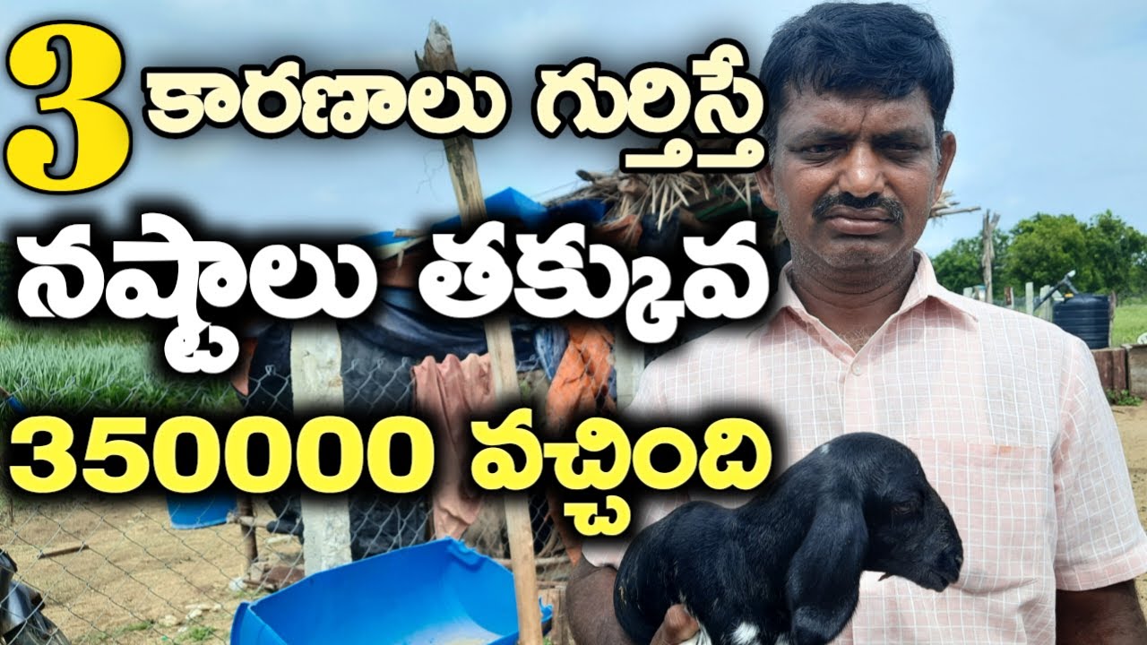 3 కారణాలు గుర్తిస్తే చాలు|success sheep farmer|mallesh adla|