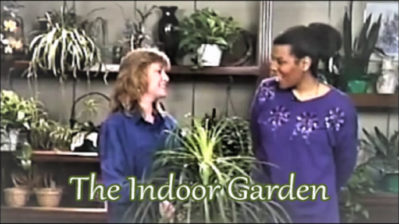 How to Care for a Ponytail Palm, with Ronita