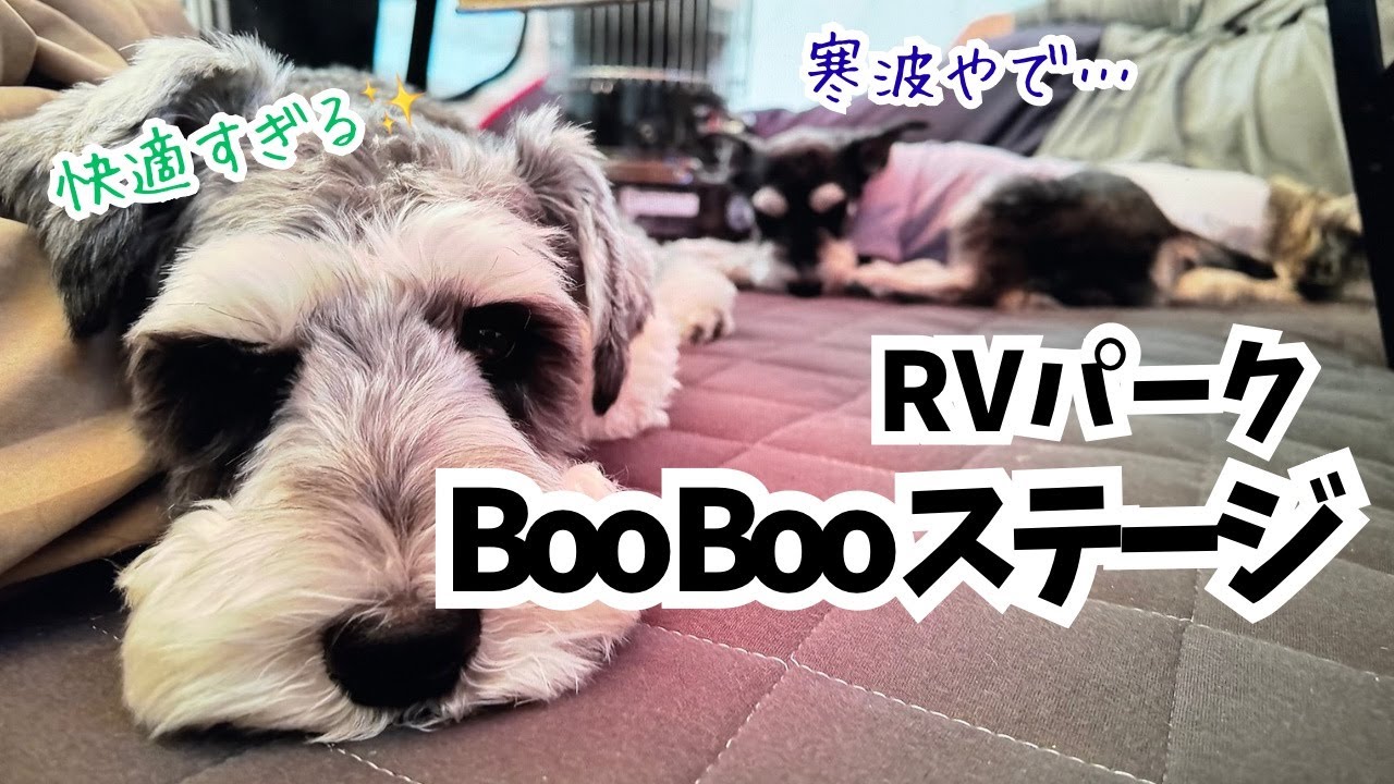 【愛犬とお出かけ】寒波の中のお出かけですが、快適RVパークで過ごしたら最高でした✨【山口県】
