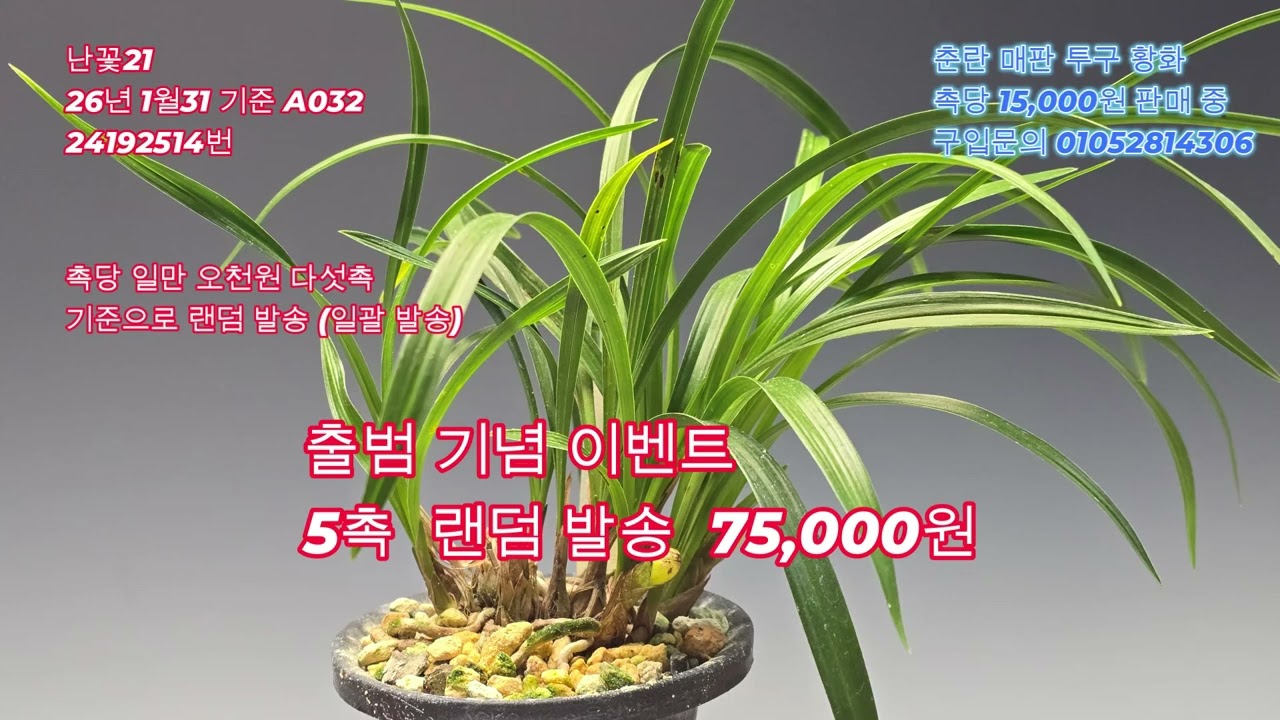 (판매완료)춘란 산채품 유향종 매판 투구 기준 A032