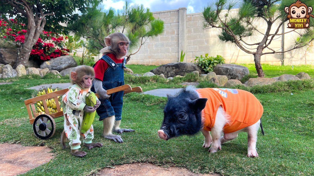 Monkey YiYi leads monkey Yumy to harvest bananas to bring to Un In