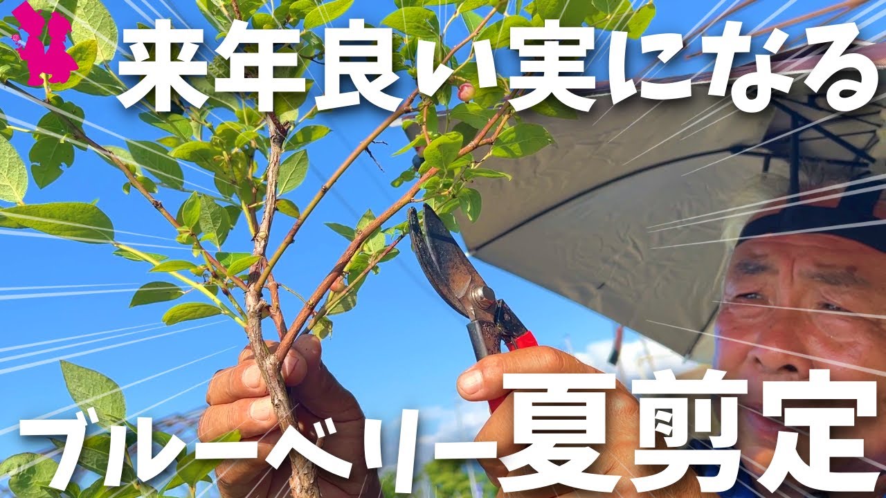 【量より質】ブルーベリーでこの時期やるべき夏剪定をプロが実演解説