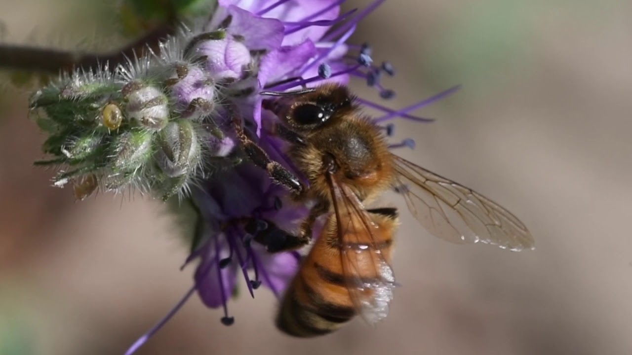 Bee morning in the Phacelia patch