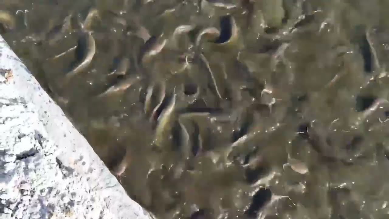 Large Scale Commercial Catfish Farming /  A Million Catfish - Hungry Wild Catfish!! #thegreatfarmers
