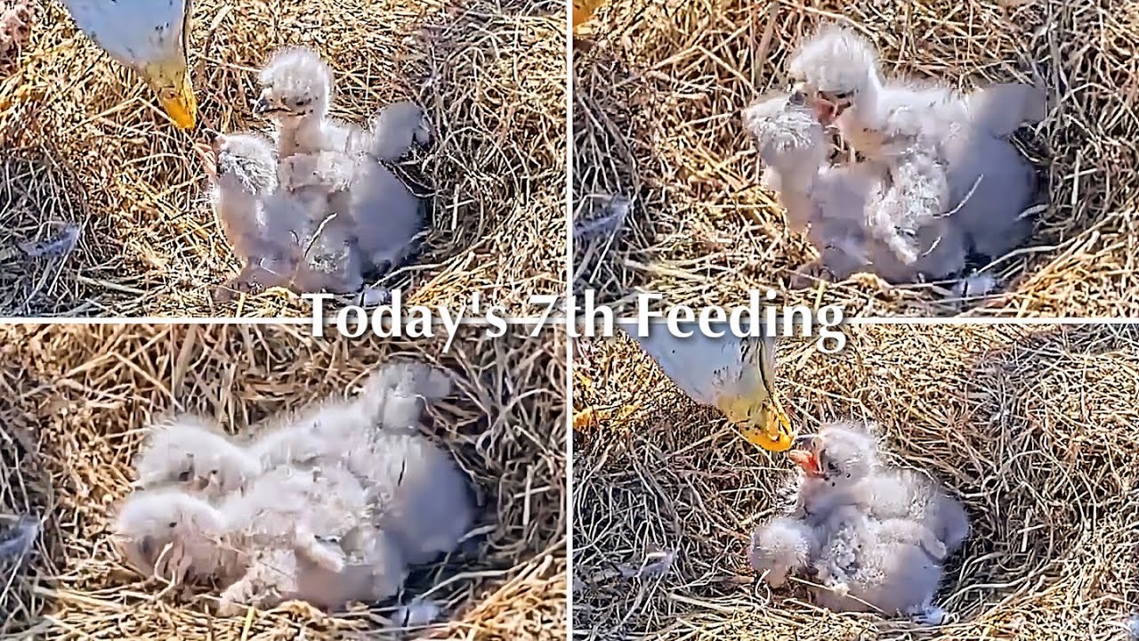 #40🦅BC28🐥4° & BC29🐥2°／Bluff City Bald Eagle Nest 2026／Frances💗Franklin ／ETSU/BTES Eagle Cameras