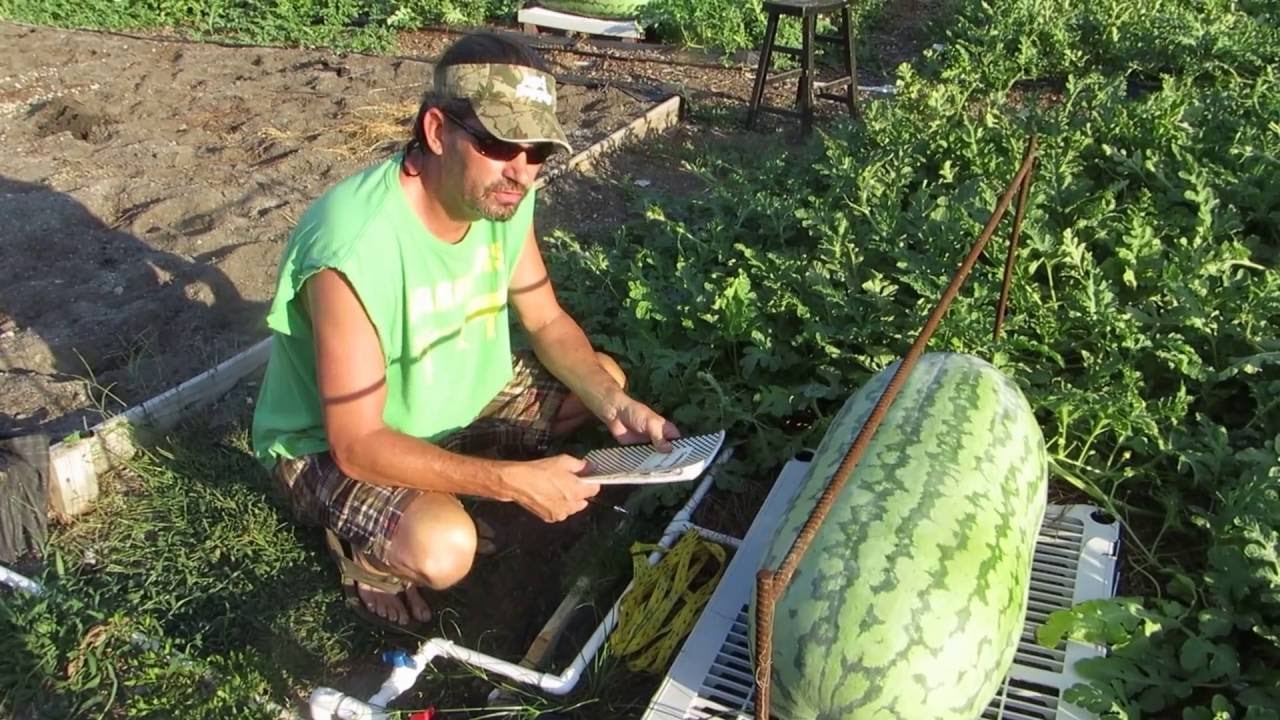 How to measure giant watermelons