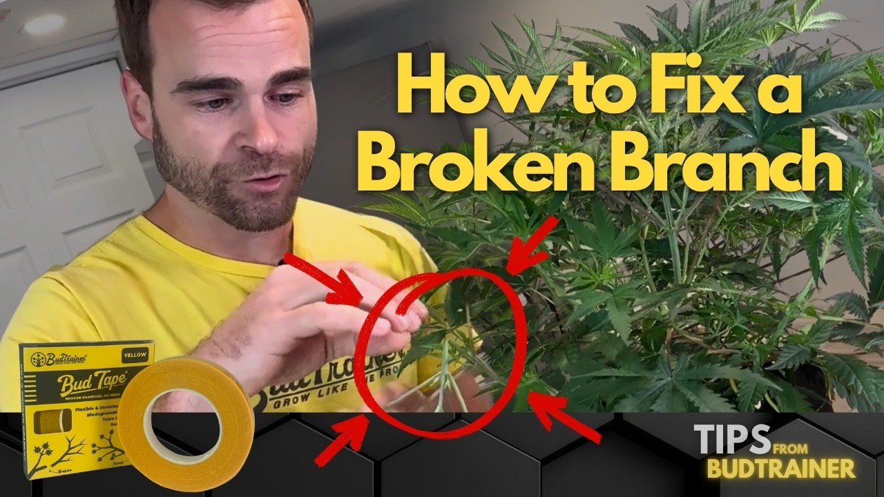 How to Fix a Broken Branch with BudTape