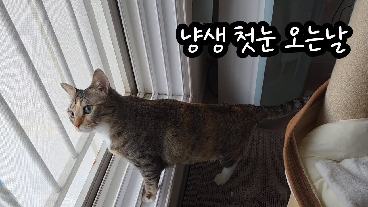 부산 첫눈 온날