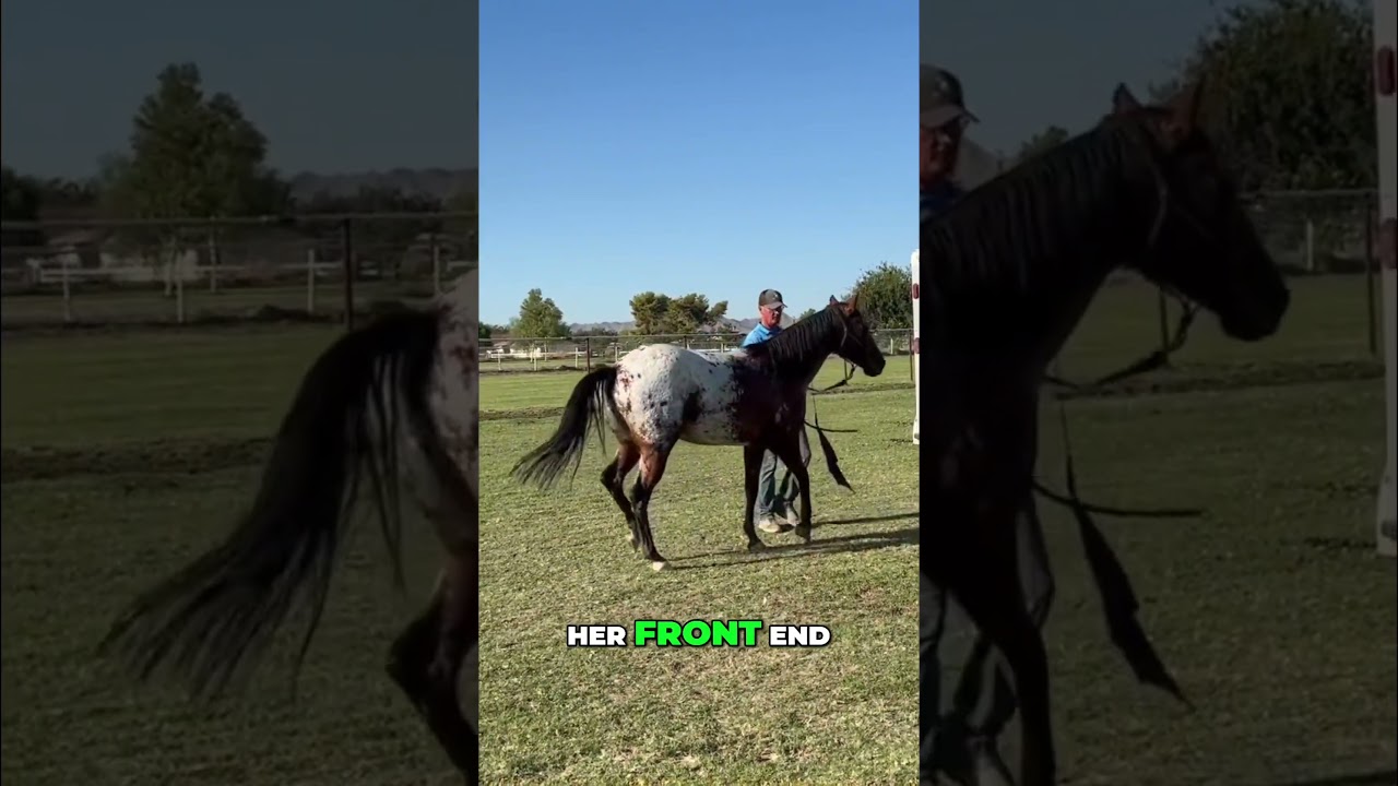 Horse Training: Mastering Shoulder Control Techniques
