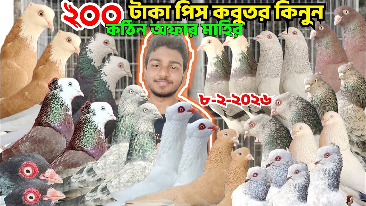 ২০০ টাকা পিস কবুতর বিক্রি হবে। মাহিনের কঠিন অফারে কবুতর কিনুন।গিরিবাজ কবুতর,হলুদ গররা কবুতর,Mohsintv