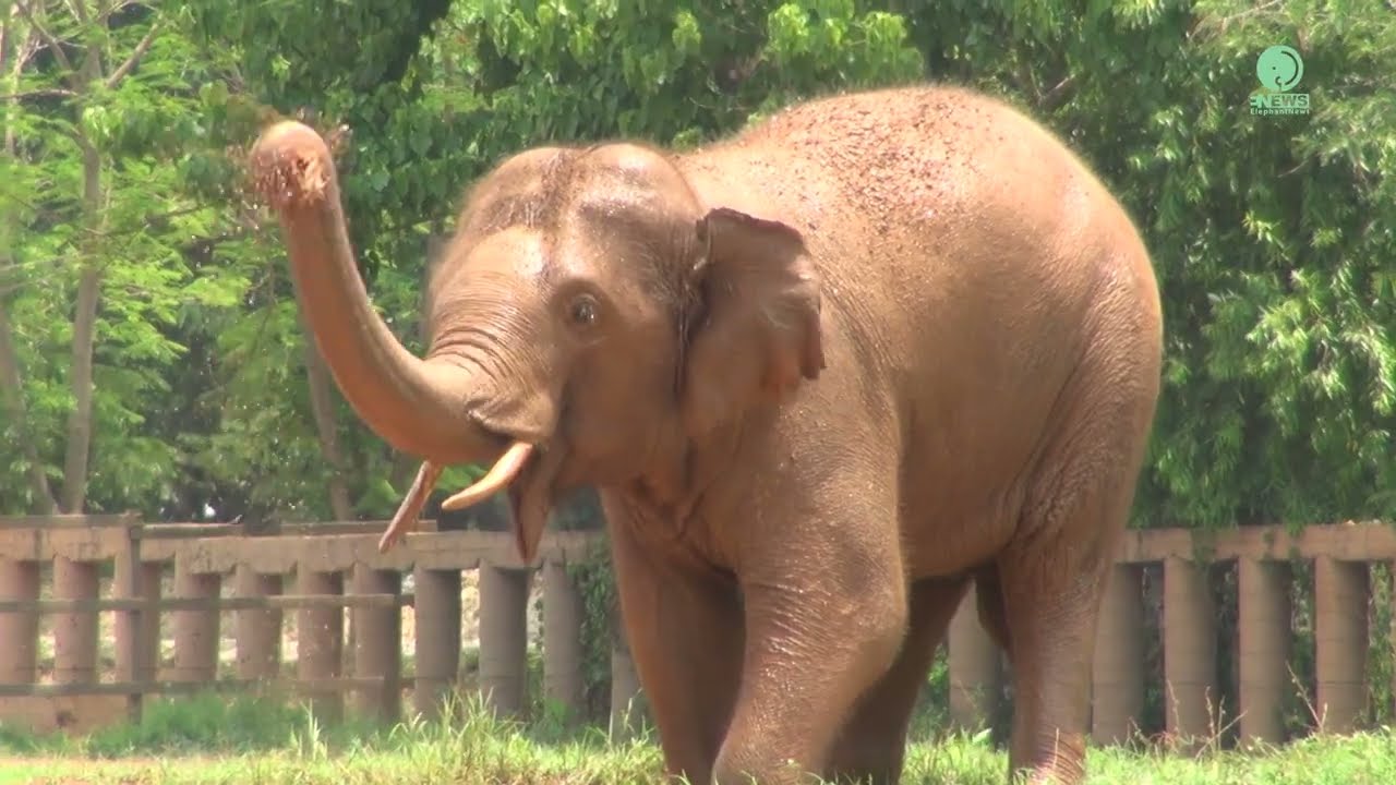 Gluay Hom&rsquo;s Transformation! - ElephantNews