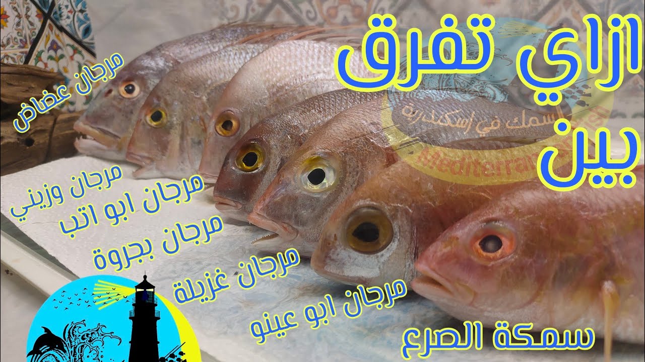 الفرق بين انواع المرجان في اسكندرية ❤️