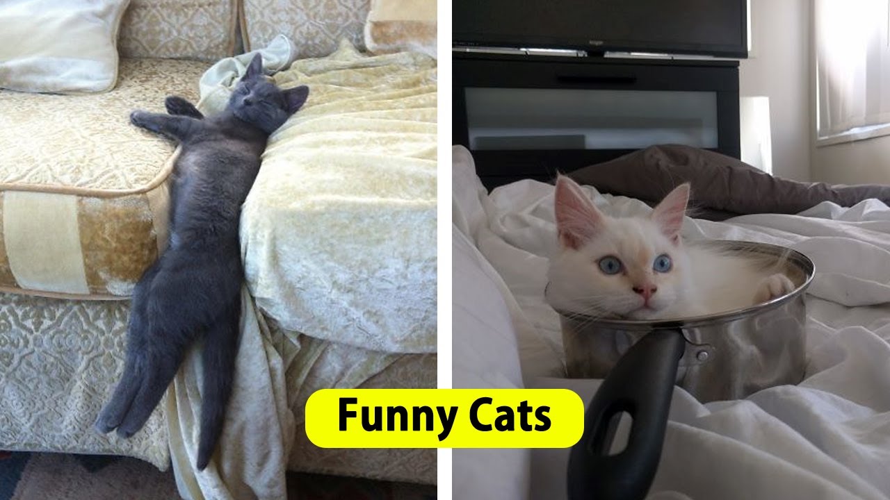 Funny Cats That Fell Asleep In The Weirdest Places
