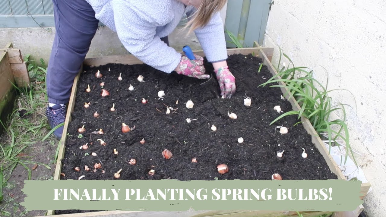 Finally planting my spring bulbs!