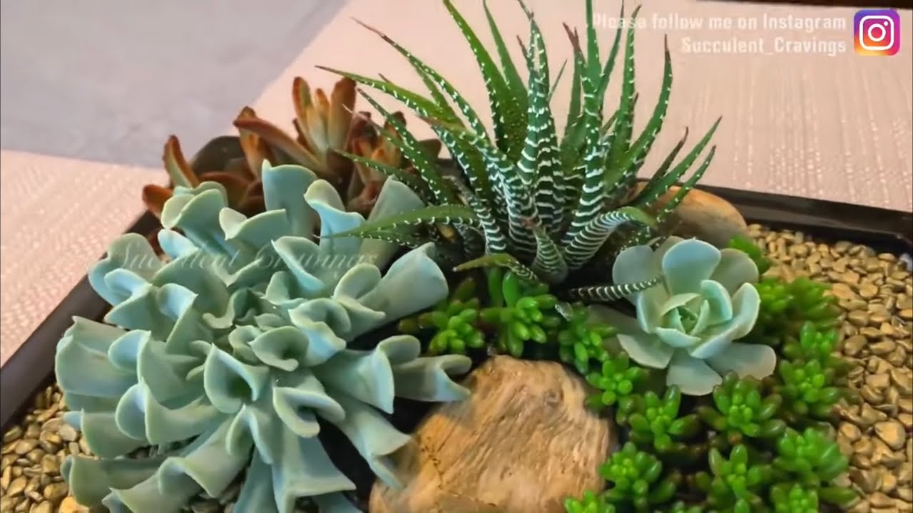 Succulents I Arranged for a Friend.
