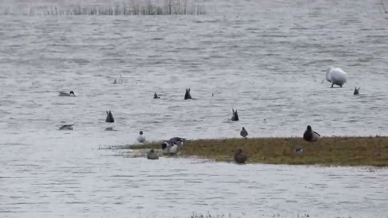 Northern Pintail / Anas acuta / Smailiauodegė antis / Шилохвость