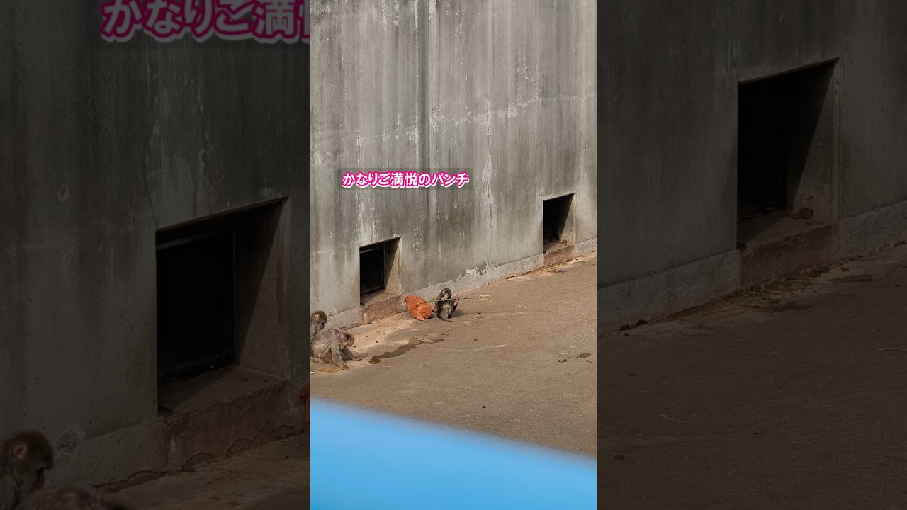 パンチくんレポ　#パンチくん 　#市川市動植物園