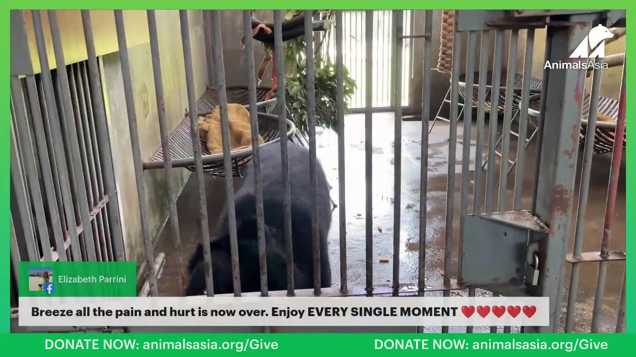 Join Breeze as he moves to his forever home