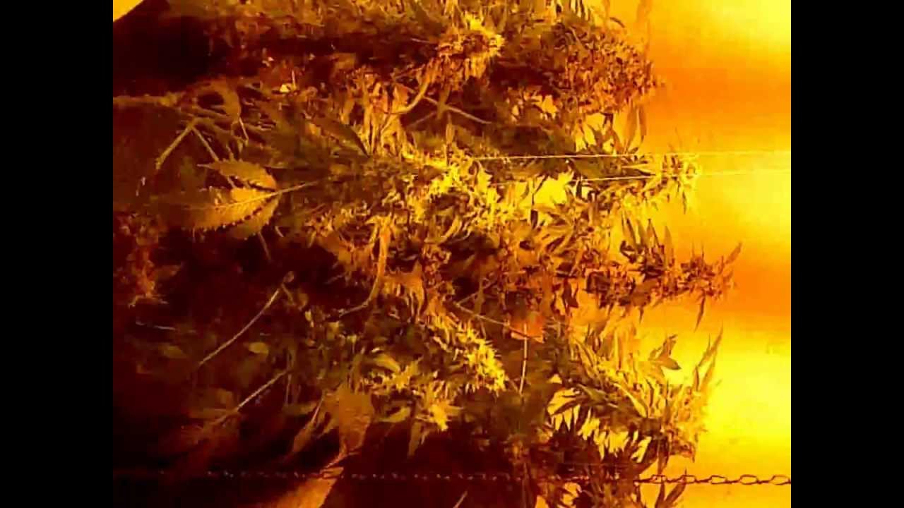special kush HD