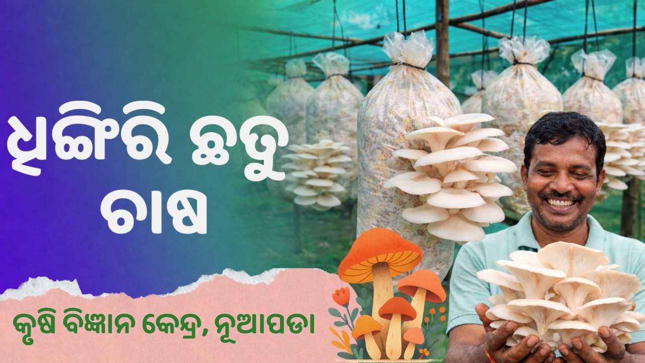 କମ୍ ଖର୍ଚ୍ଚରେ ଘରେ କରନ୍ତୁ ଧିଙ୍ଗିରି ଛତୁ ଚାଷ | Oyster Mushroom Farming I KVK Nuapada