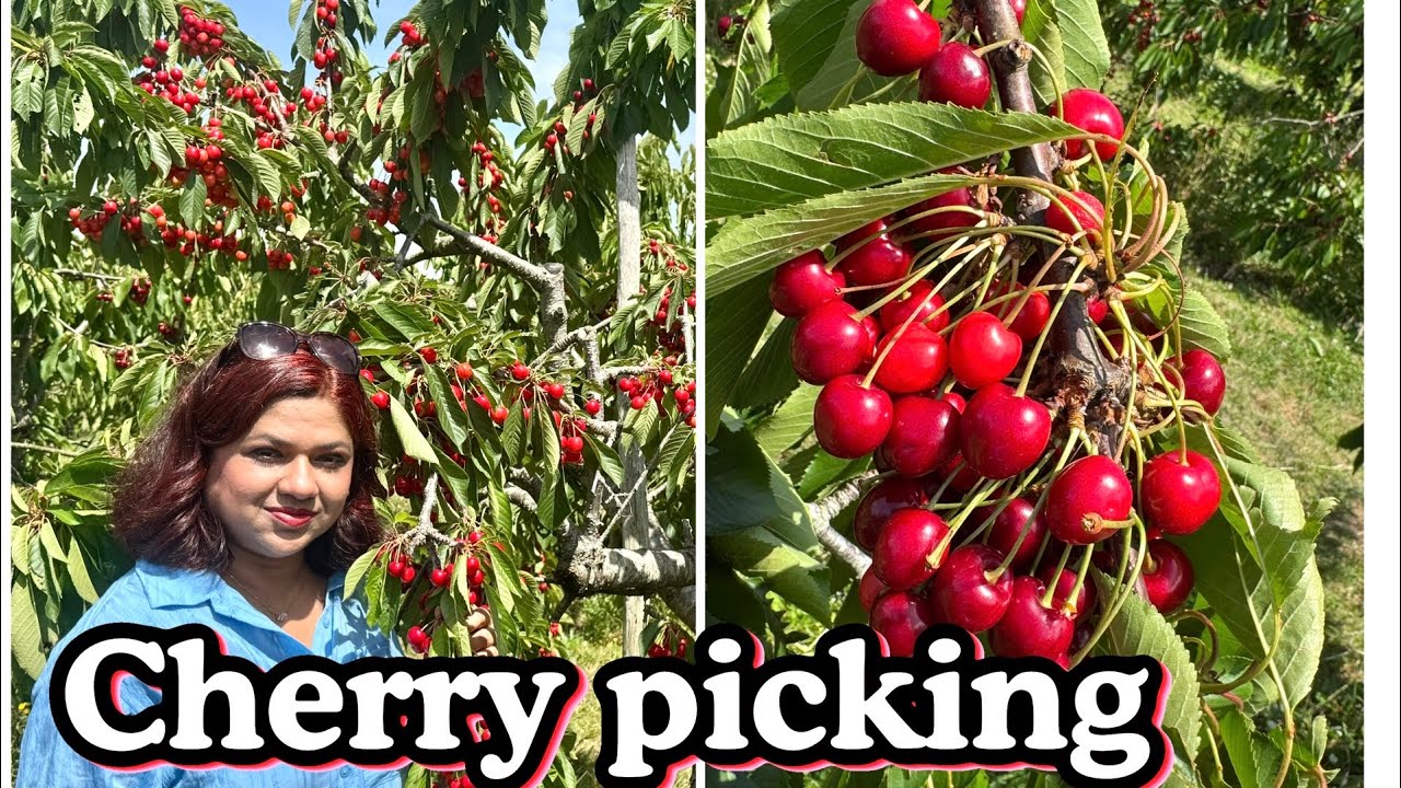 CHEGWORTH VALLEY - WYNGARTH FARM - PICK YOUR OWN CHERRY 🍒