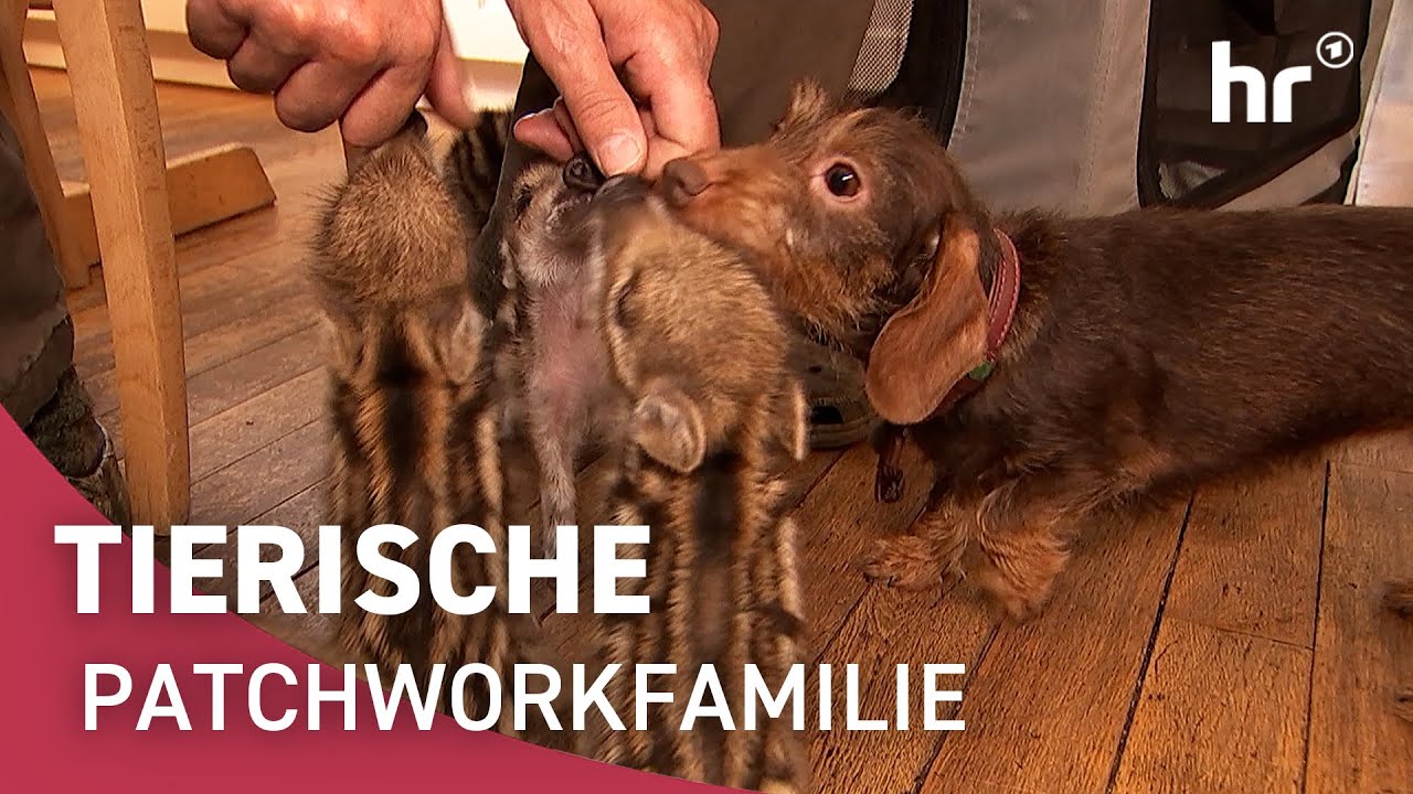Dackel &uuml;bernimmt Mutterrolle f&uuml;r Frischlinge