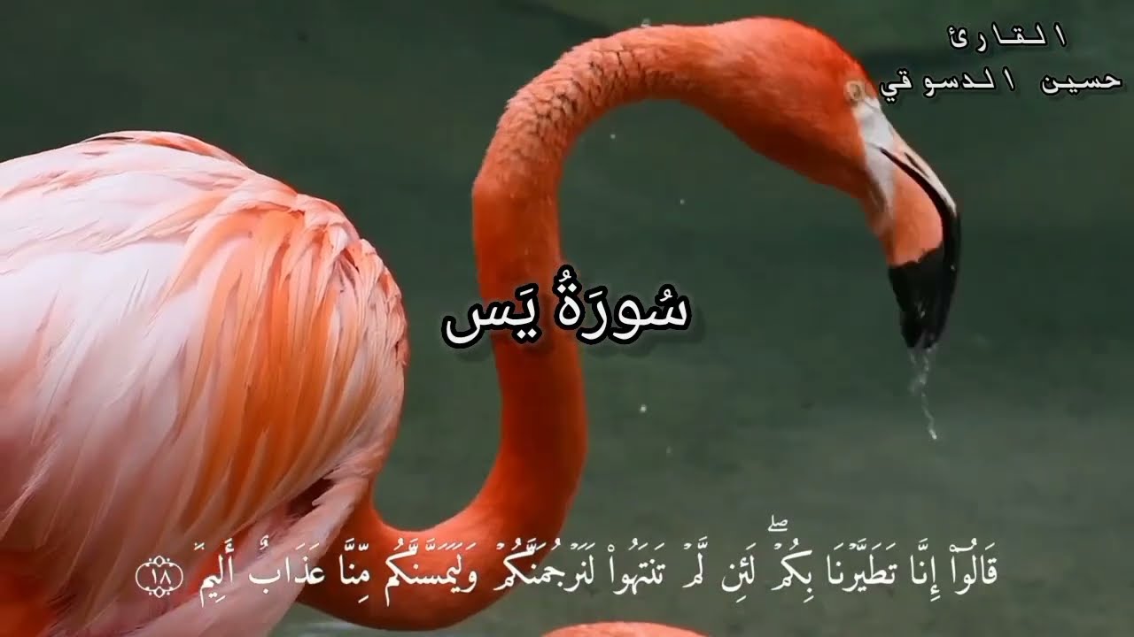تلاوة مباركة لسورة يس