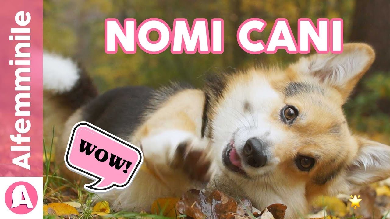 NOMI CANI i più belli e originali 🐶❤️