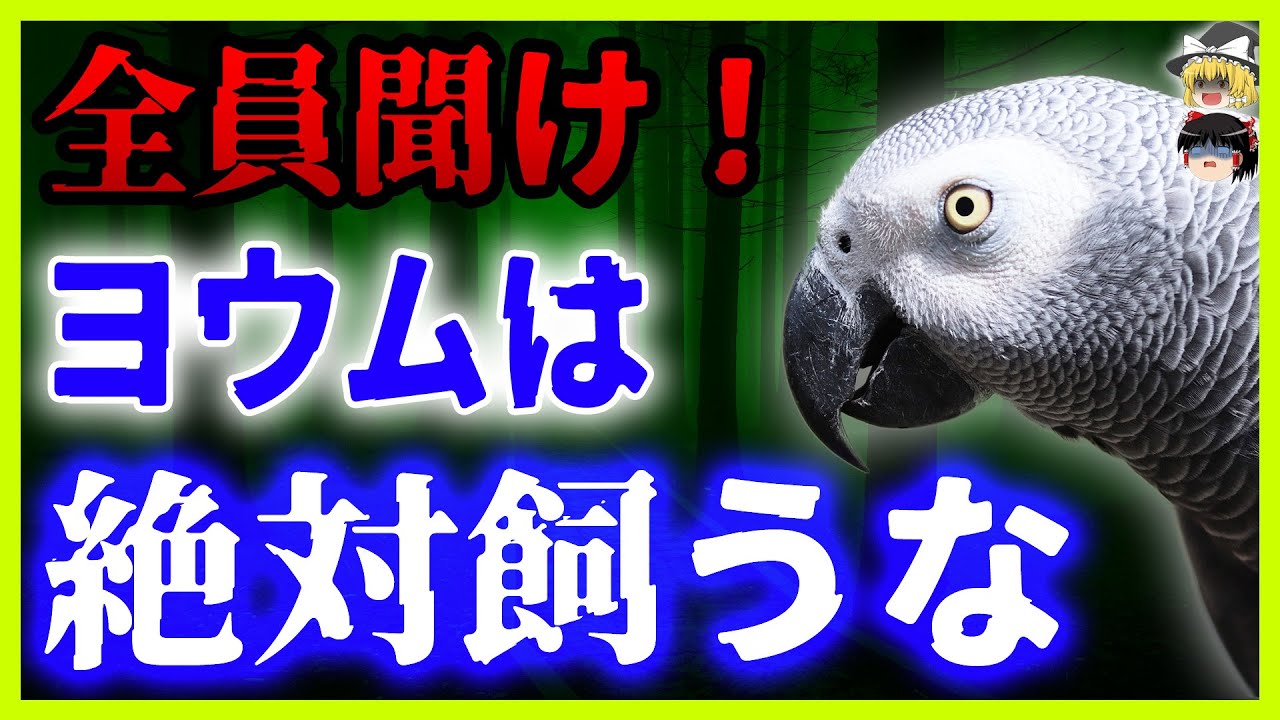【ゆっくり解説】◯◯な奴は絶対飼うな！知らずに飼うと必ず後悔する！知能が高く人気のヨウムの生態や飼い方…そしてあの世界一賢いヨウムについても詳しく