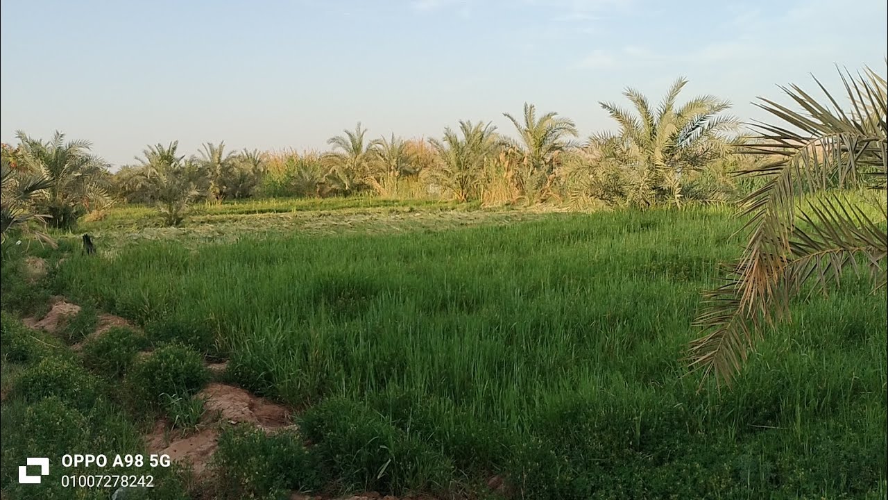 #_ارض زراعيه للبيع ٢فدان ٧٠ نخله طراح #_الوادي الجديد الخارجه السعر ٧٥٠ الف للاستفسار ٠١٠٠٧٢٧٨٢٤٢