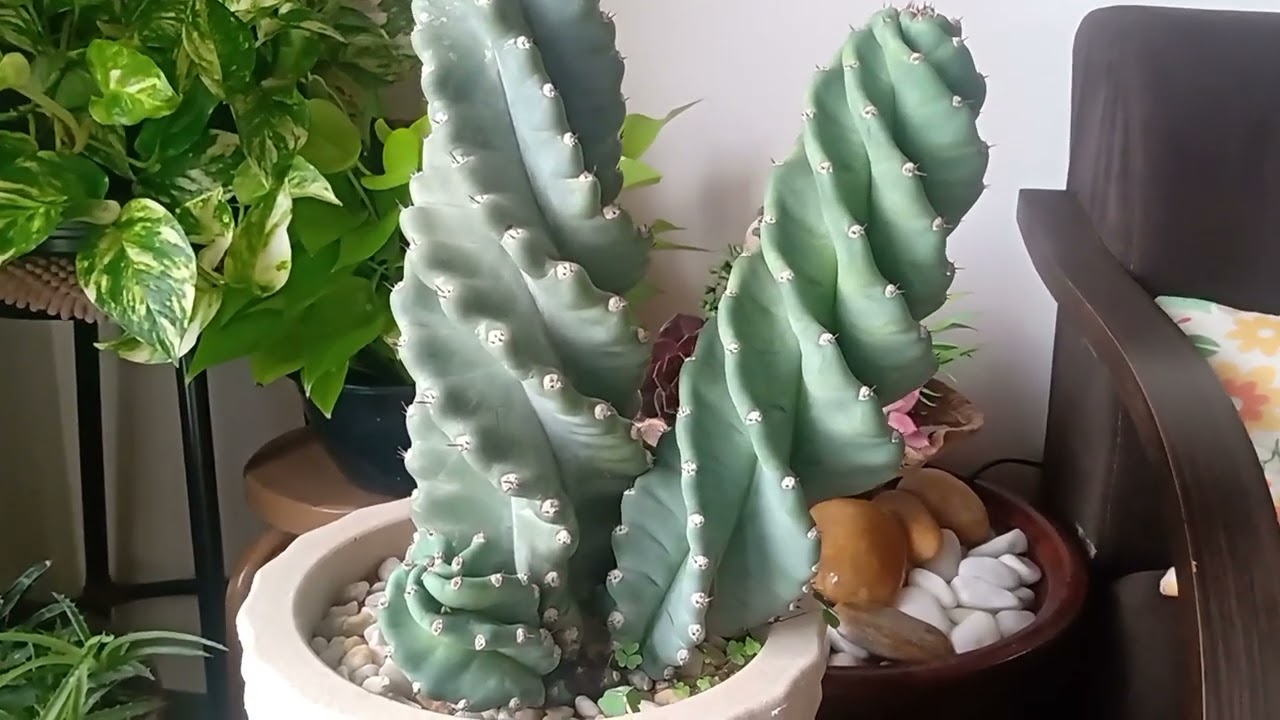 Dicas de cultivo do Cacto Parafuso🌵💚