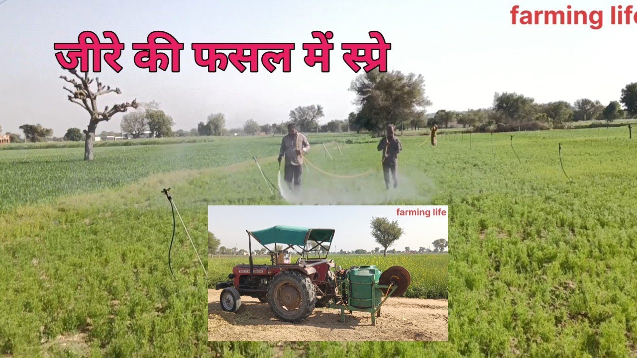 जीरे में स्प्रे करवाई daily life routine village vlog farming life 