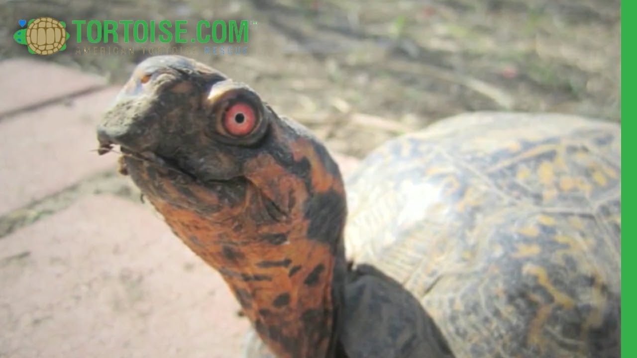 World Turtle Day&reg; at American Tortoise Rescue!