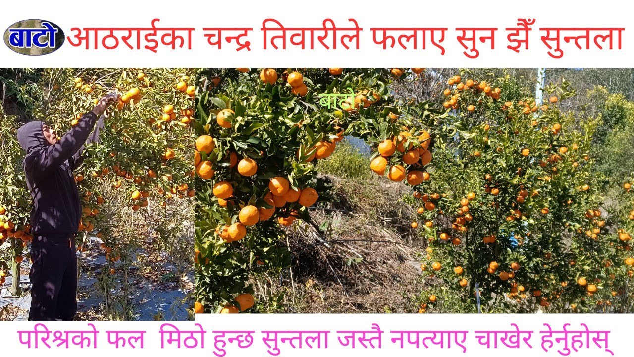 आठराईका चन्द्र तिवारीले फलाए सुन झैँ सुन्तला/परिश्रमको फल साह्रै मिठो हुन्छ 22 January 2025