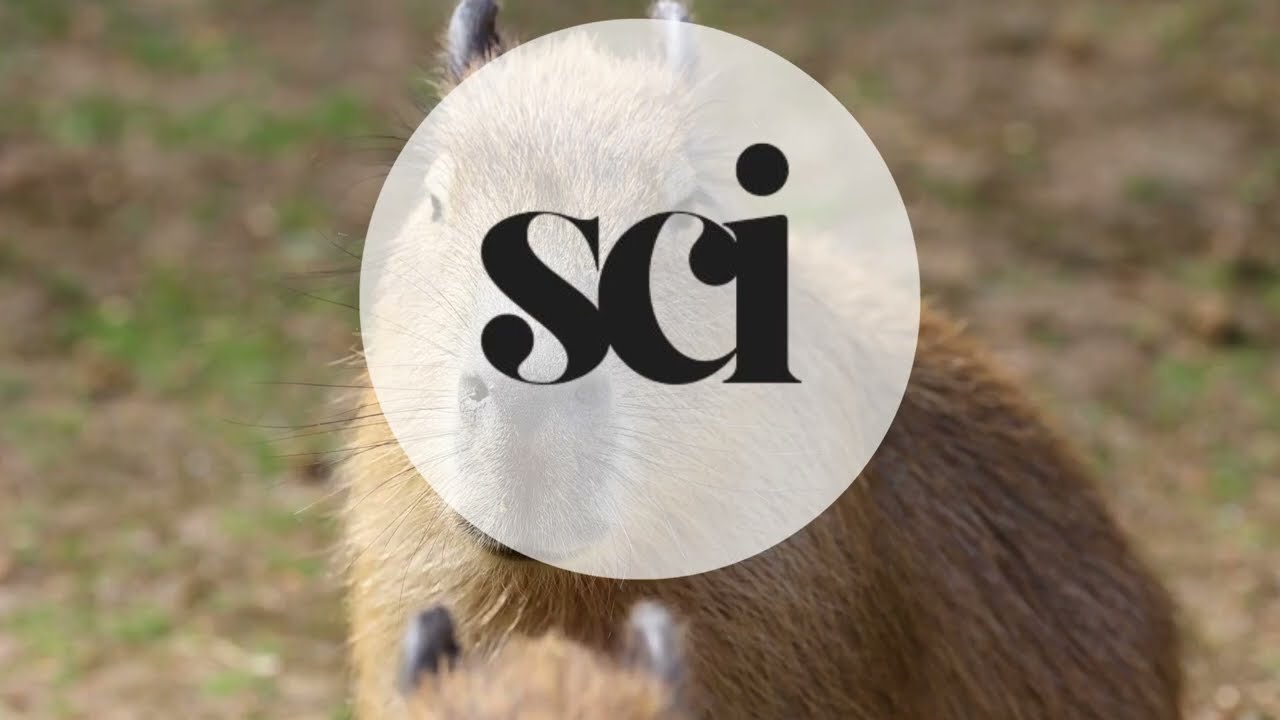The Capybara: The Chill Giant of South America | World’s Largest Rodent