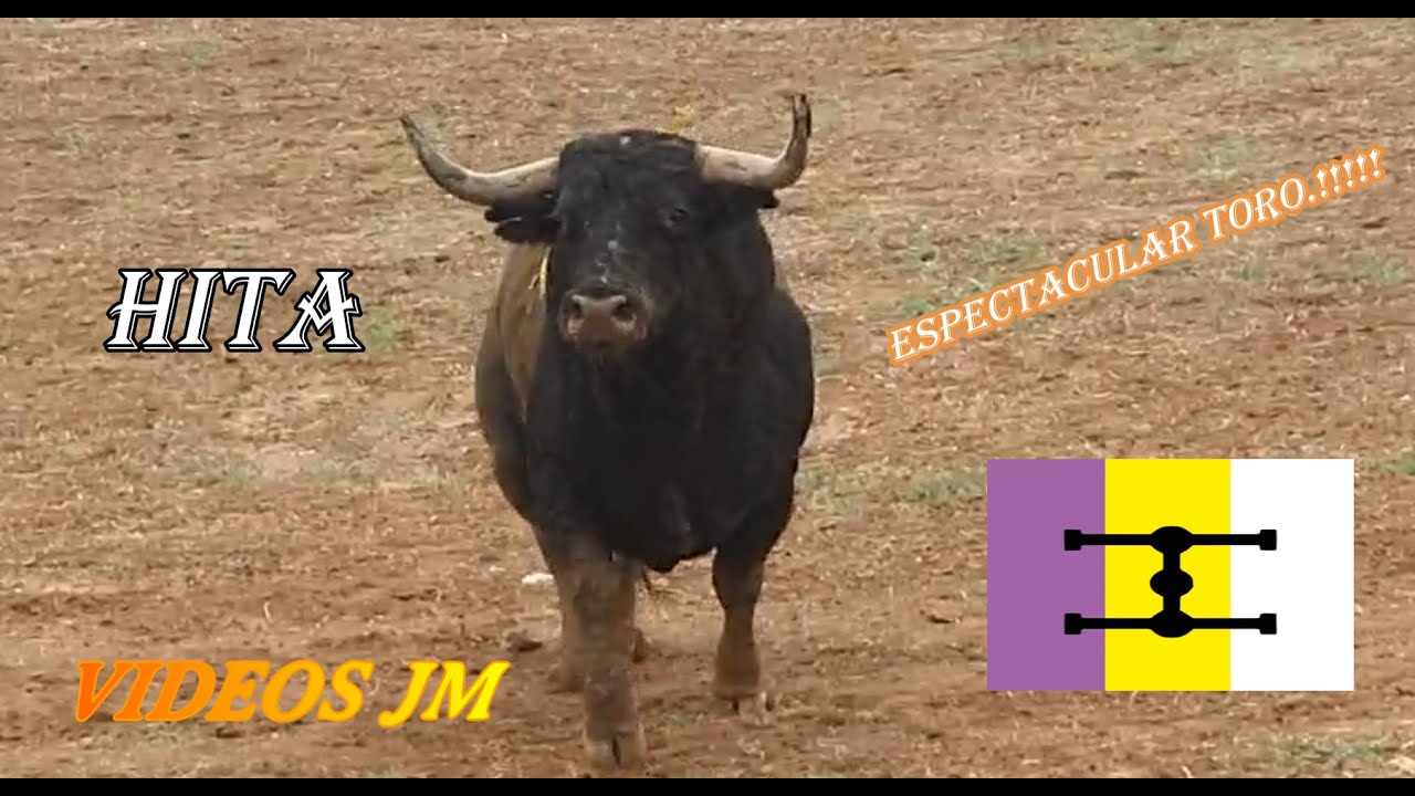 Espectacular Toro Celestino Cuadri (Encierro Campo Hita 14-10-23)