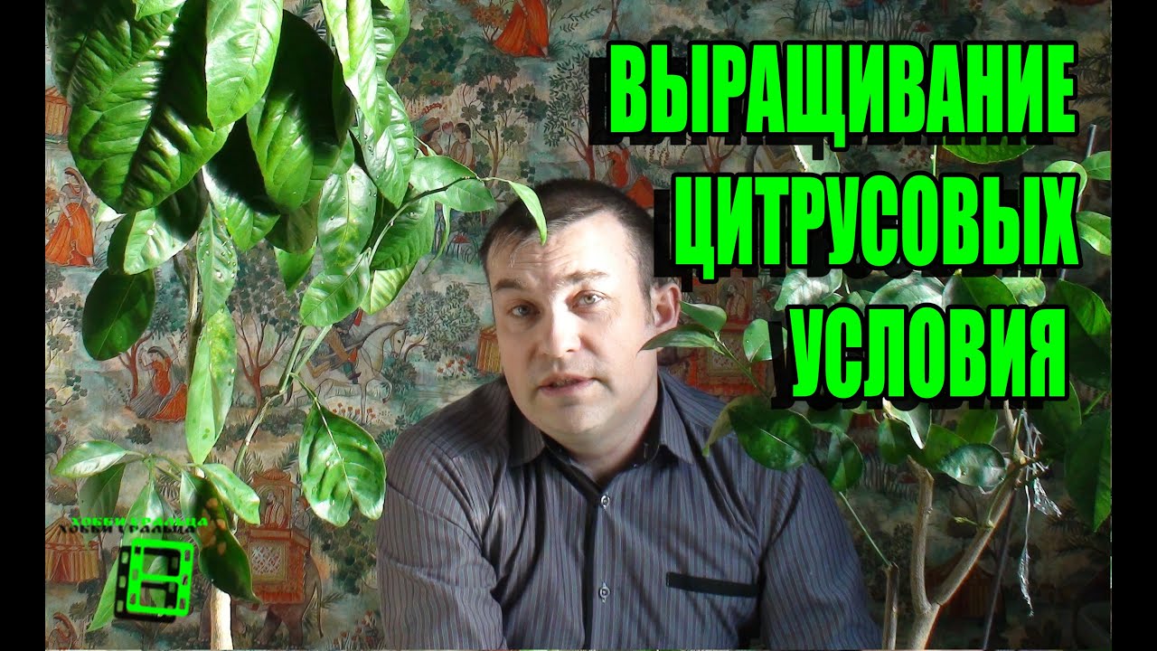 Условия для выращивания цитрусовых (лимон, мандарин, апельсин, лайм , кин-кан, помело) #Цитрусовые