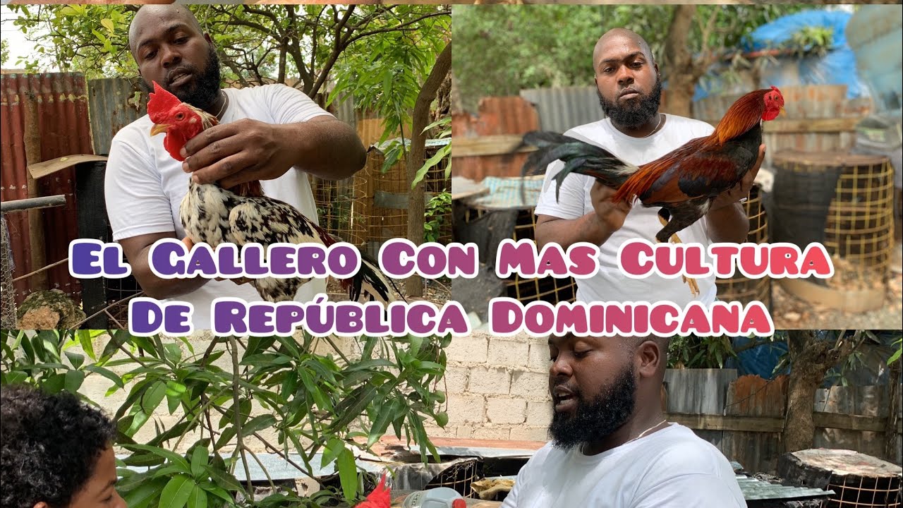 El Gallero Con Mas Cultura En la República Dominicana Pedro Hernández Mejor Conocido Como (Pedrito