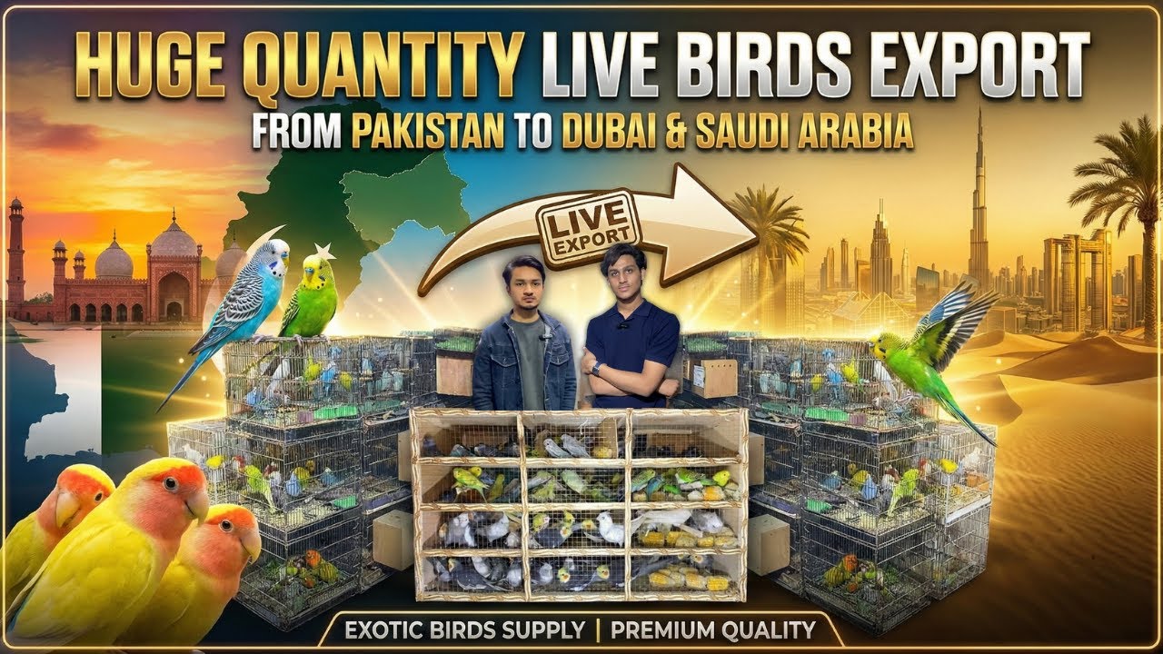 Huge Quantity Live Birds Export from Pakistan to Dubai & Saudi Arabia | Exotic Birds Supply
