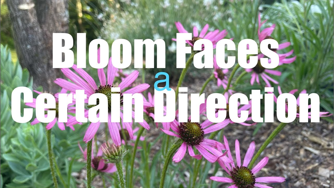 Tennessee Coneflower, Why It&rsquo;s a Super Cool Plant to Grow (06/08/2024)!