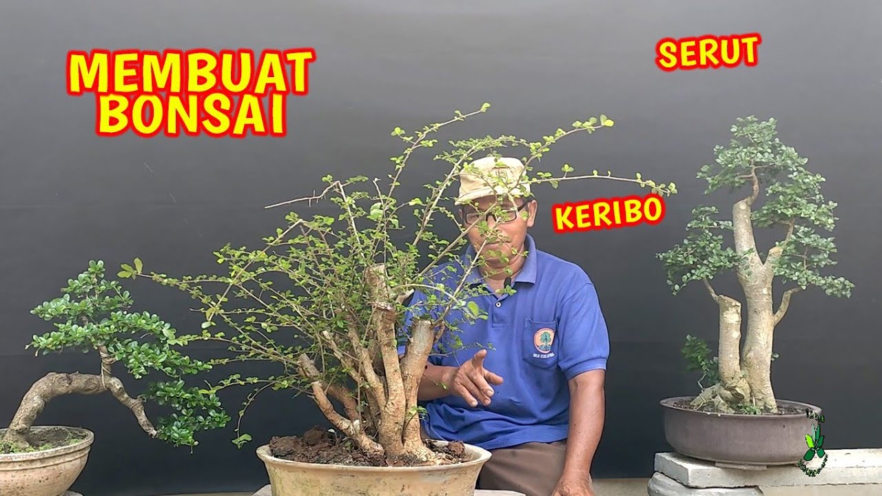 Proses Cara Membuat Bonsai Serut Keribo