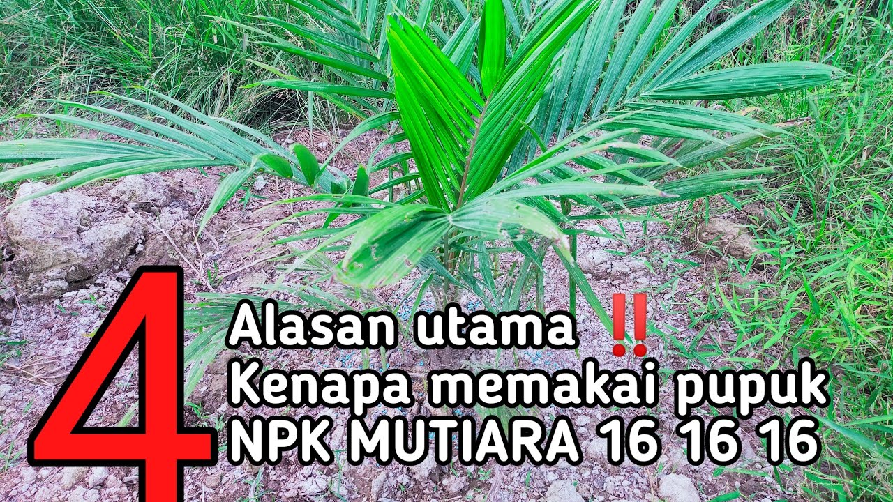 PEMUPUKAN KELAPA SAWIT TBM PAKAI NPK MUTIARA 16 16 16