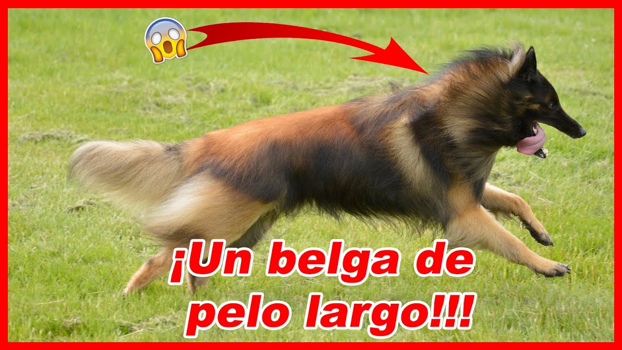 Pastor BELGA TERVUEREN (Tervuren) – CARACTERÍSTICAS y curiosidades
