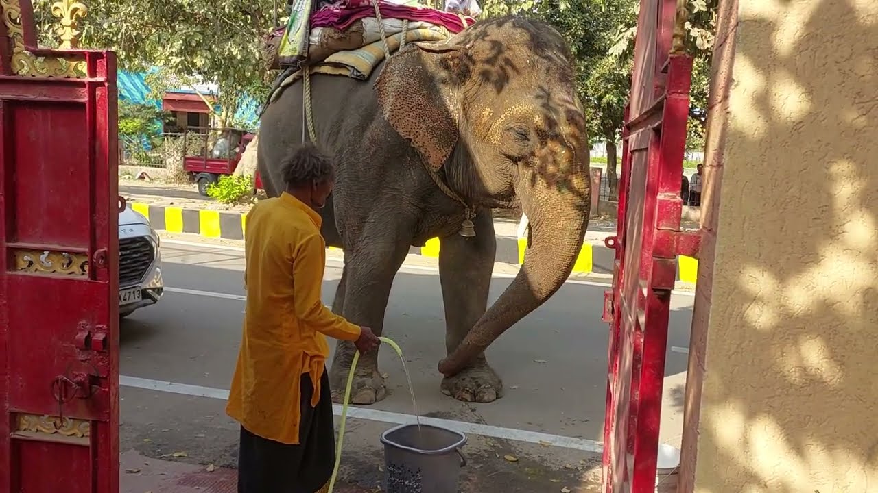 Amazing Elephant Video 🐘🪷 🐘 Elephant Drinking Water at My Home |💝🌷👌
