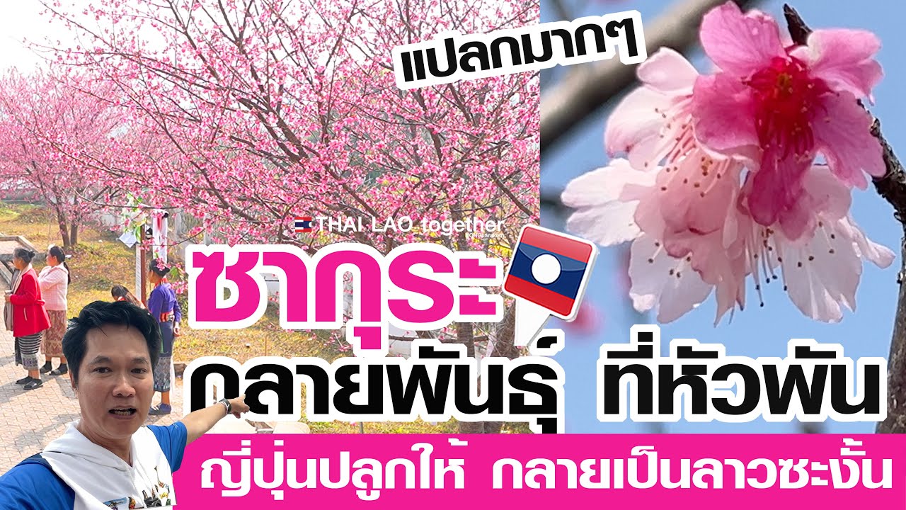 แปลกมากๆ ดอกซากุระสองสี กลายพันธุ์ที่หัวพัน สปป ลาว LAOS THAI