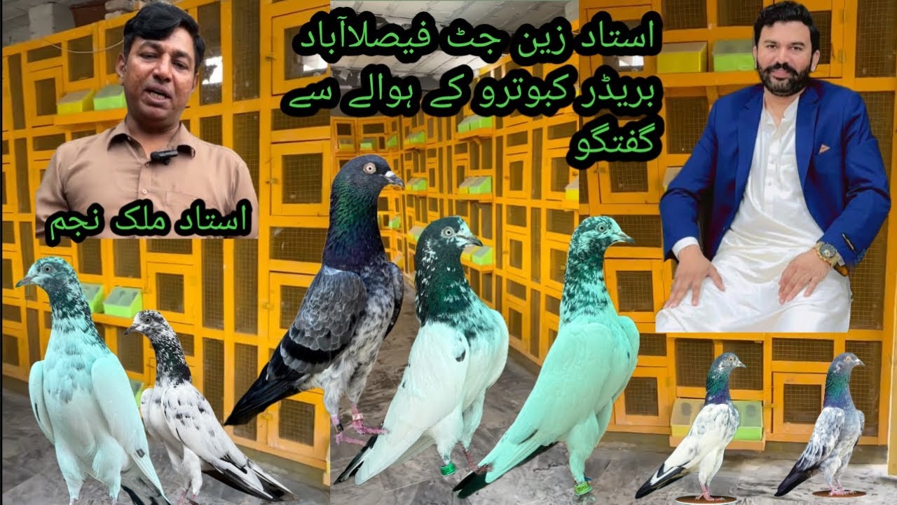 ملک نجم جھنگ روڈ فیصلہآباد کے نایاب جونسرے بریڈر کبوتر ایک باکمال بریڈر جوکہ %100 رزلٹ کے مالک ہے 